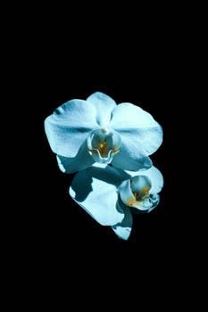 233px x 350px - Blue Orchid Gay - operfhunt